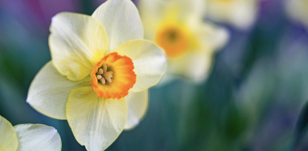 How is the narcissus flower regarded by different cultures