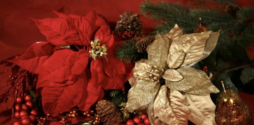 How is the poinsettia flower regarded by different cultures