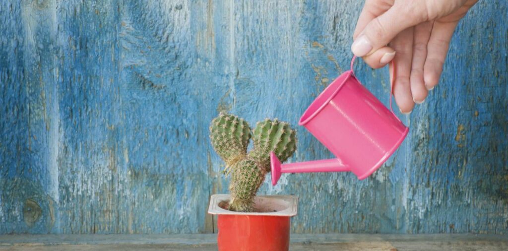 How much water does your cactus need