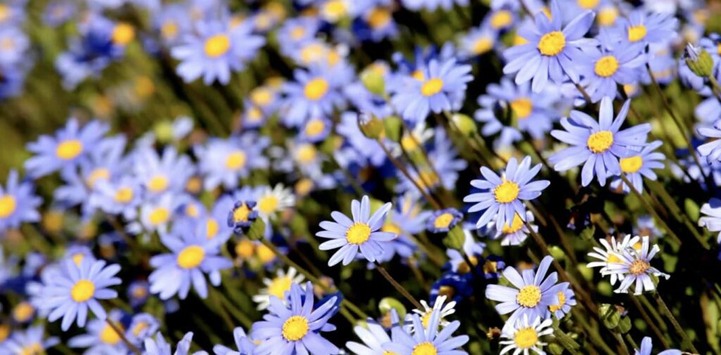 How to Take Care of Asters