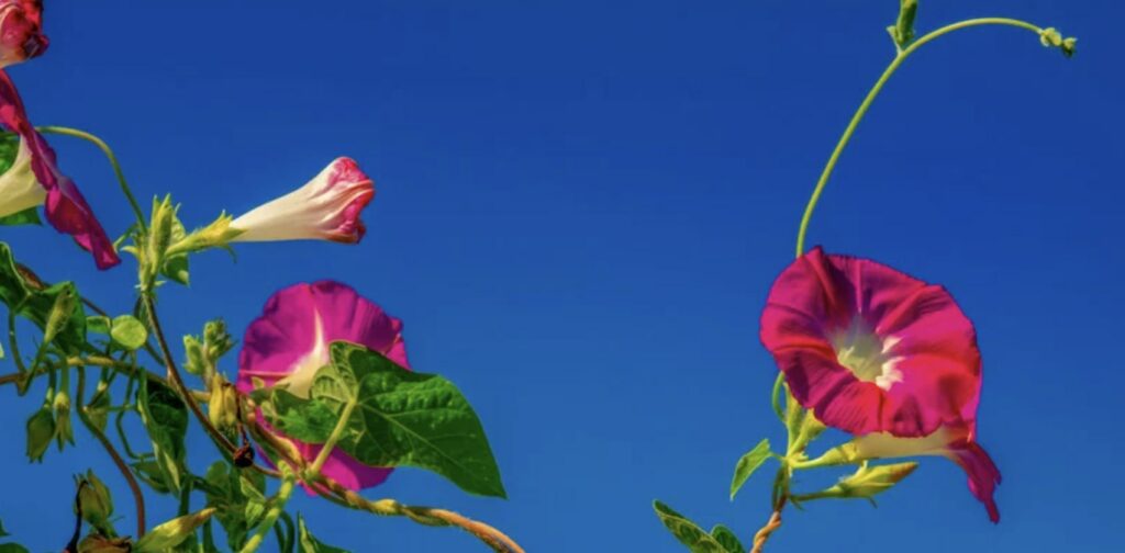 How to Take Care of Morning Glories