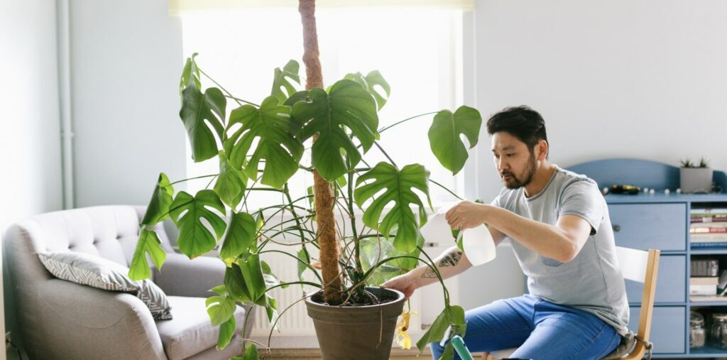 Monstera needs consistent moisture