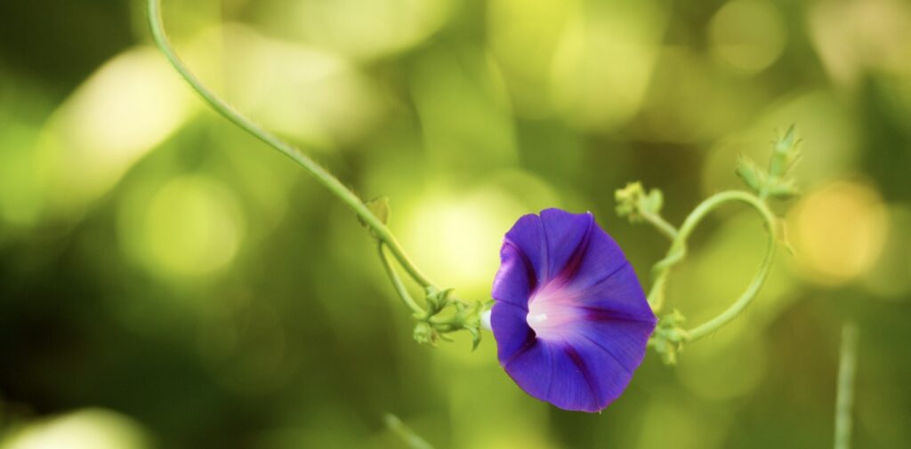 Morning Glories in Culture and History