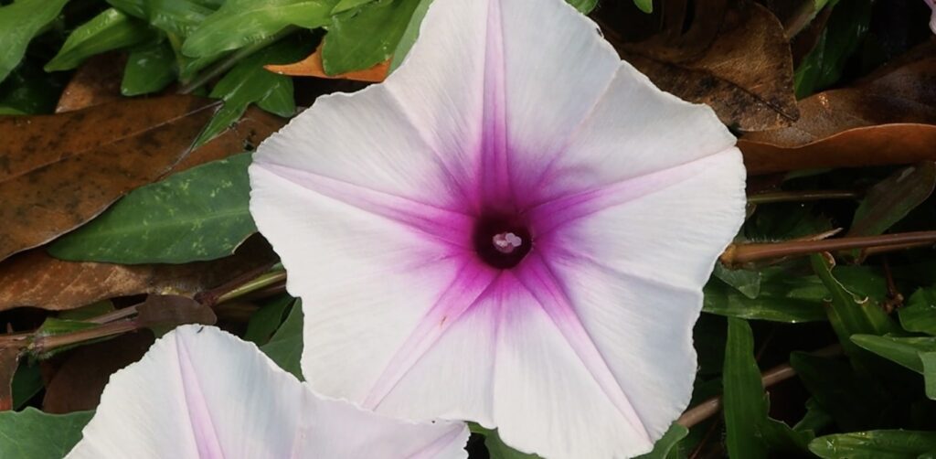 Morning Glory General Information