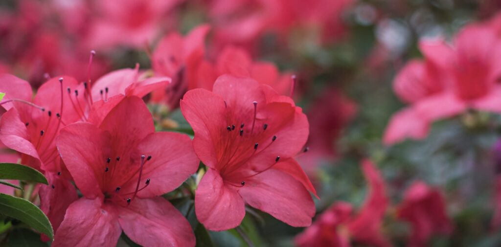 Other Flowers That Bloom in September