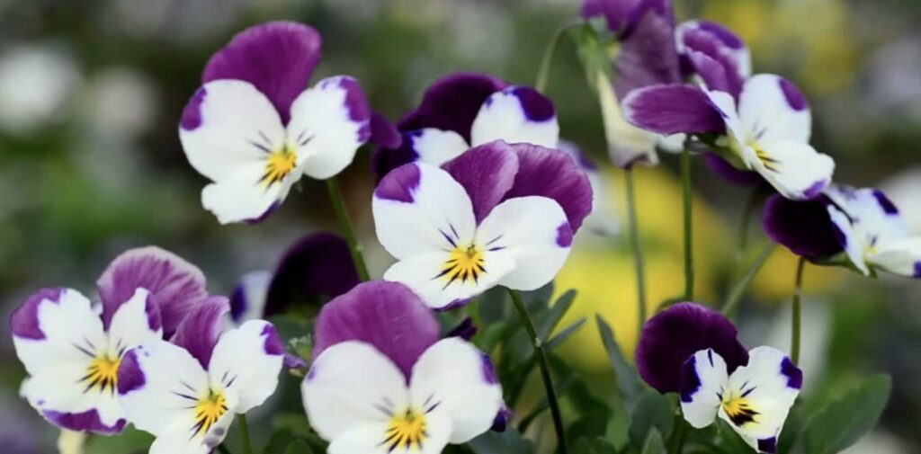 Pansies