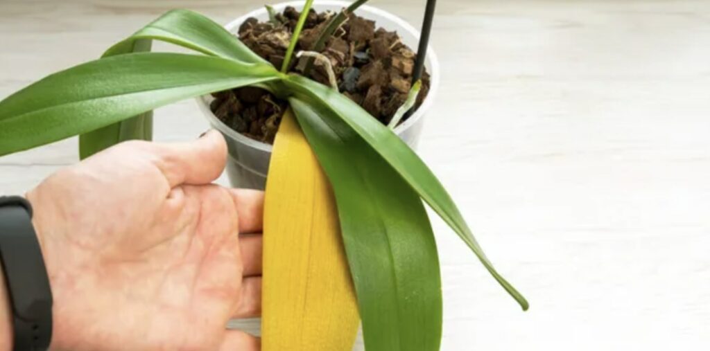 The Causes of Yellowing Orchid Leaves