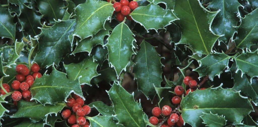 What does the holly flower symbolize