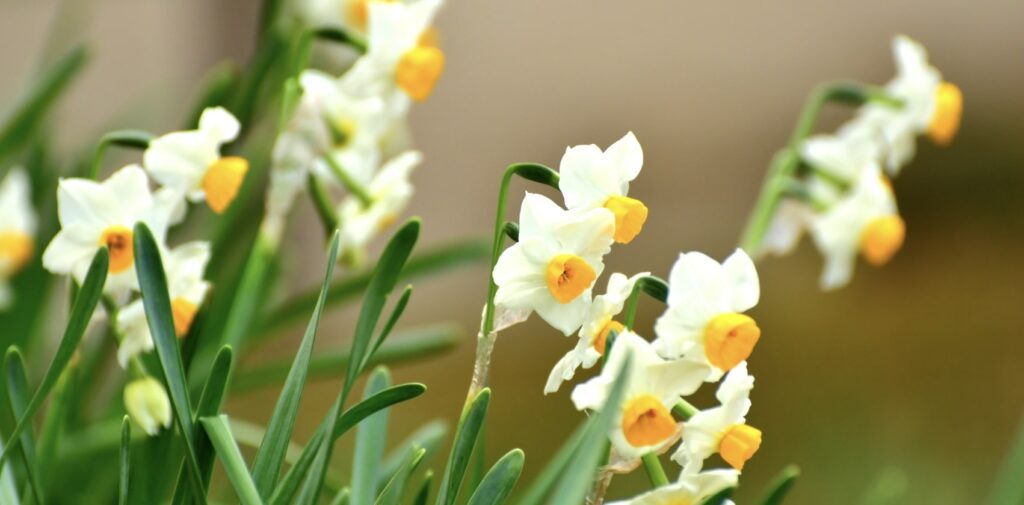 What does the narcissus flower symbolize