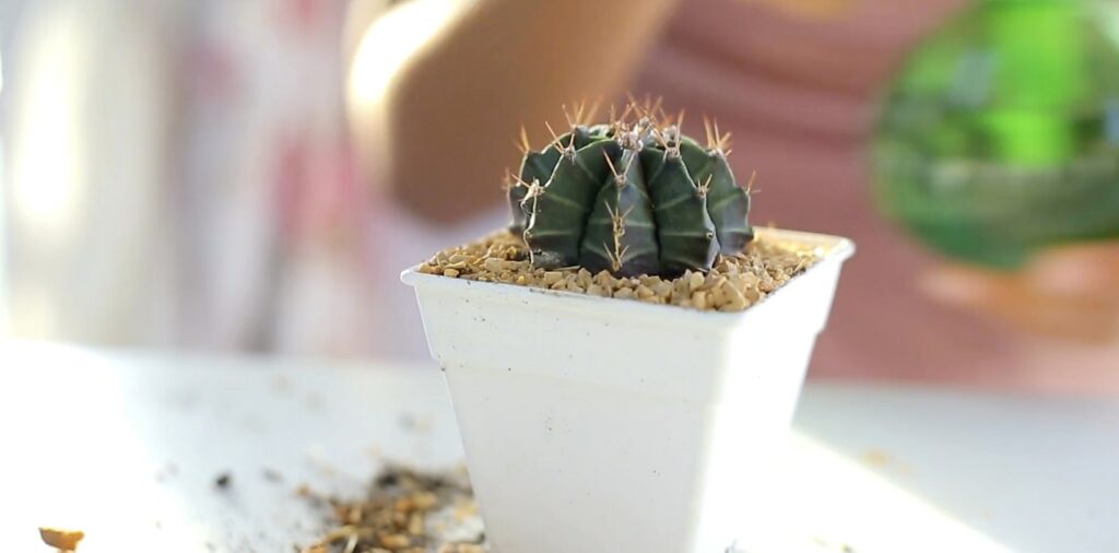 What ingredients should I use to make cactus soil