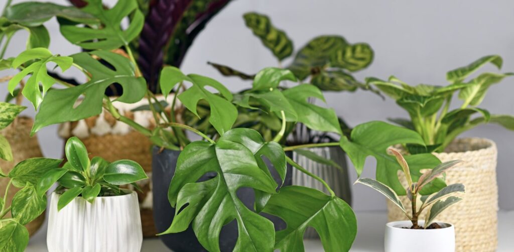 What is the best pot size for monstera plants