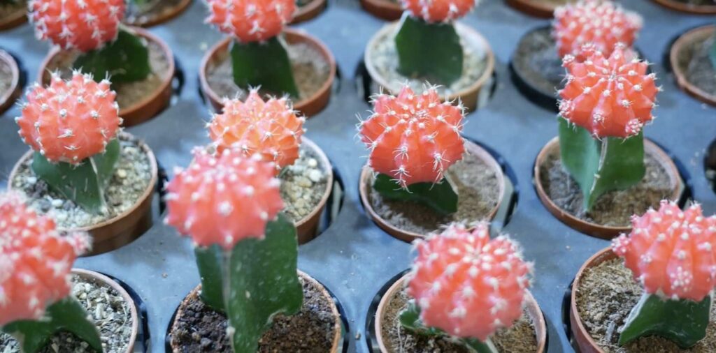 What’s the best soil to put cacti in