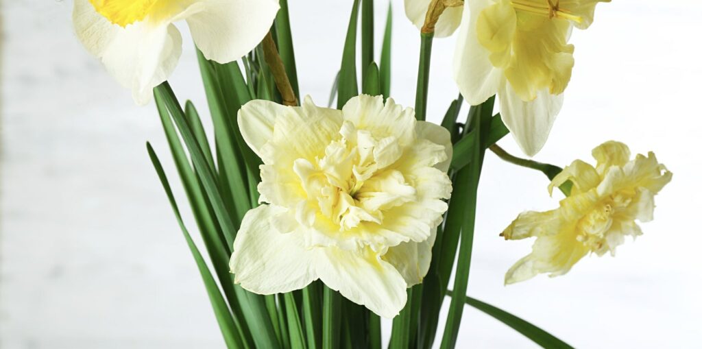 When can I give the narcissus flower as a gift