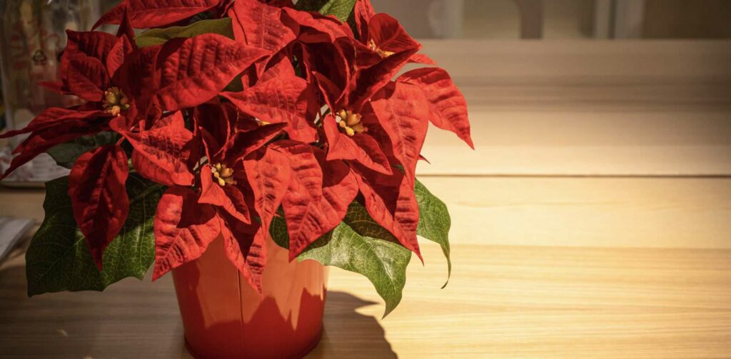 When can I give the poinsettia flower as a gift