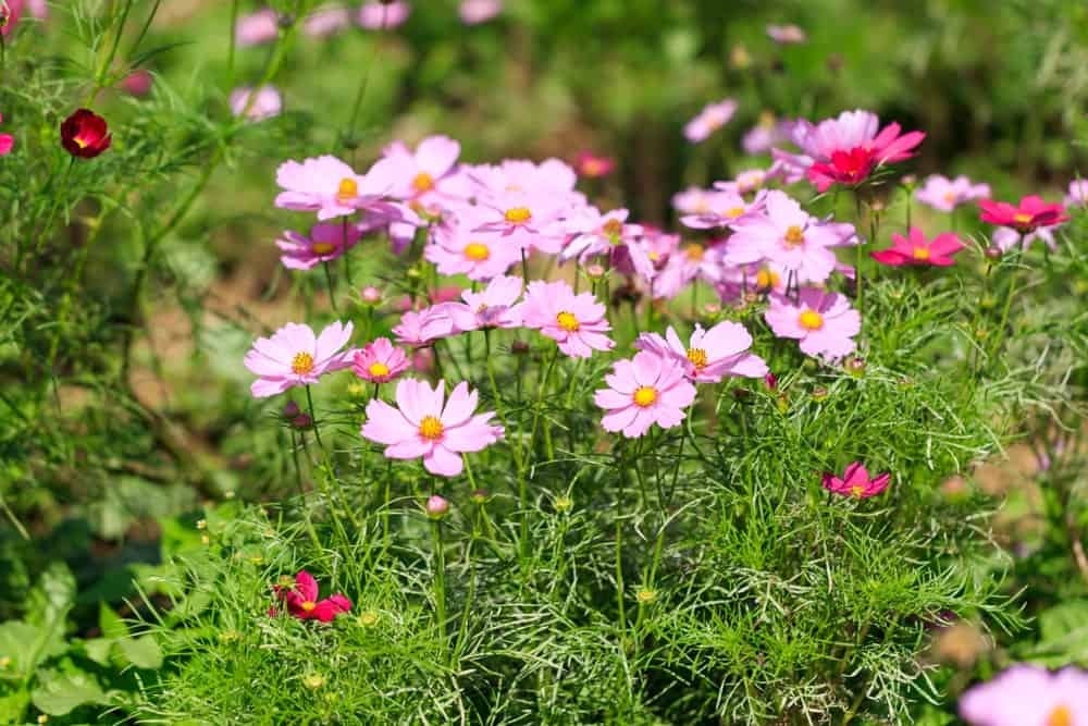 Are Cosmos flowers annual flowers