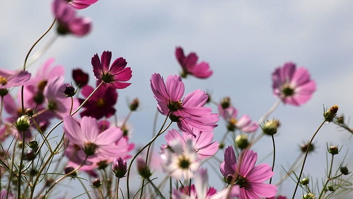 Are cosmos easy to take care of