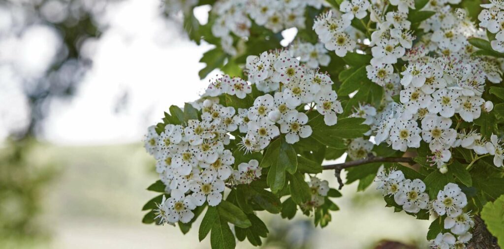 Are hawthorn trees lucky