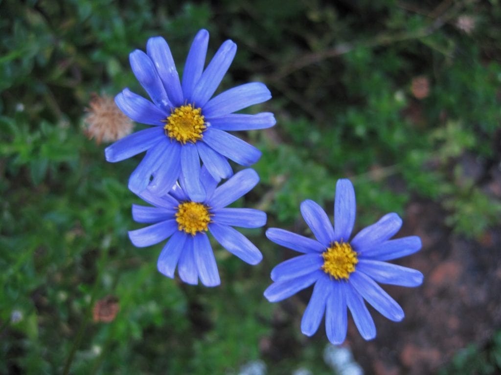 Blue daisies represent loyalty