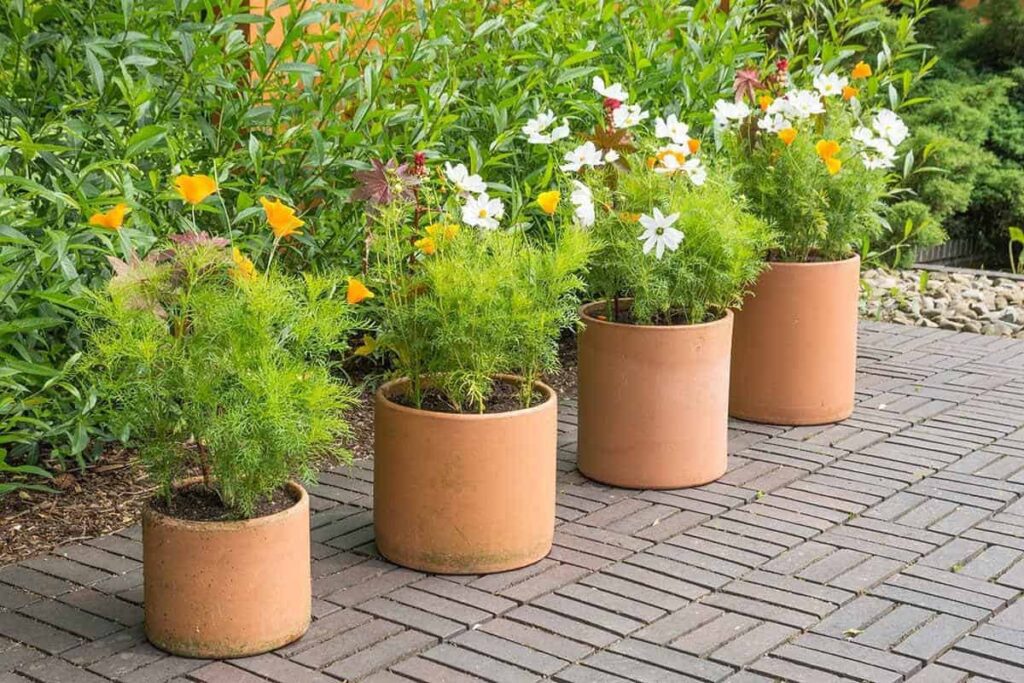 Can you grow cosmos in pots