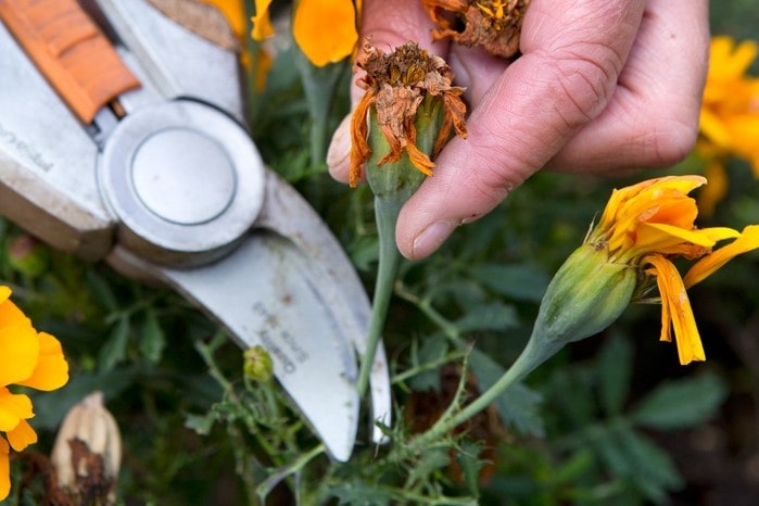 Do you need to cut back cosmos after blooming