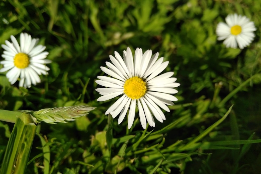 Does the daisy flower have medicinal properties