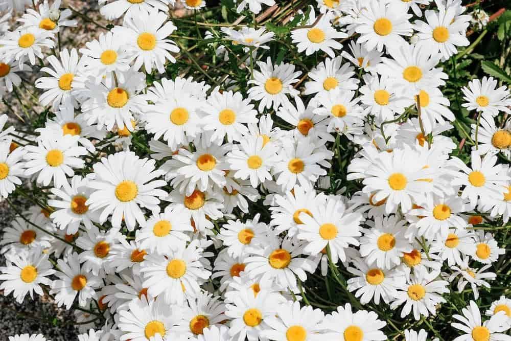 How did the daisy flower get its name