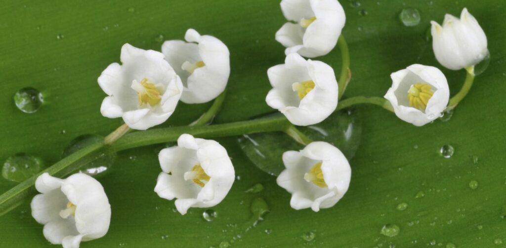 Is lily of the valley good luck