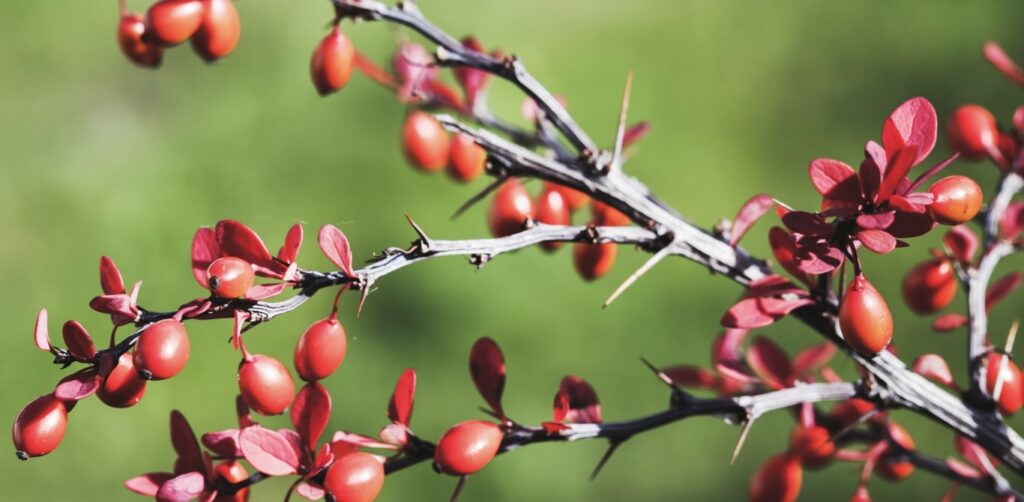 Jesus’ crown of thorns is said to be made from hawthorns