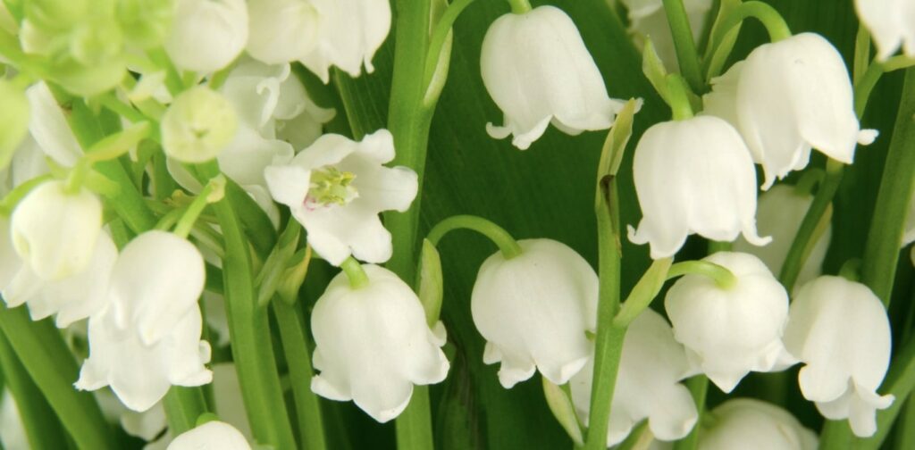 Lily of the valley symbolizes gentleness