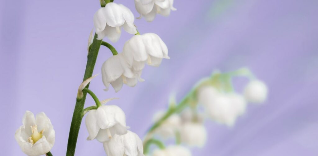 Lily of the valley symbolizes modesty