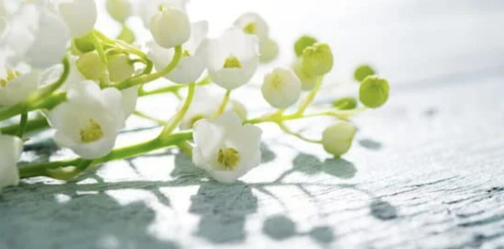 Lily of the valley symbolizes purity