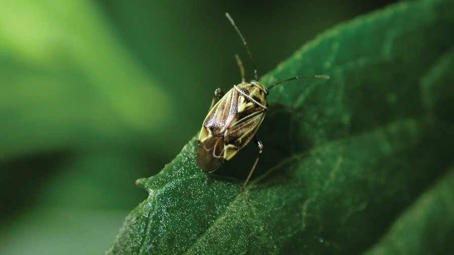 Lygus Plant Bugs on Cosmos