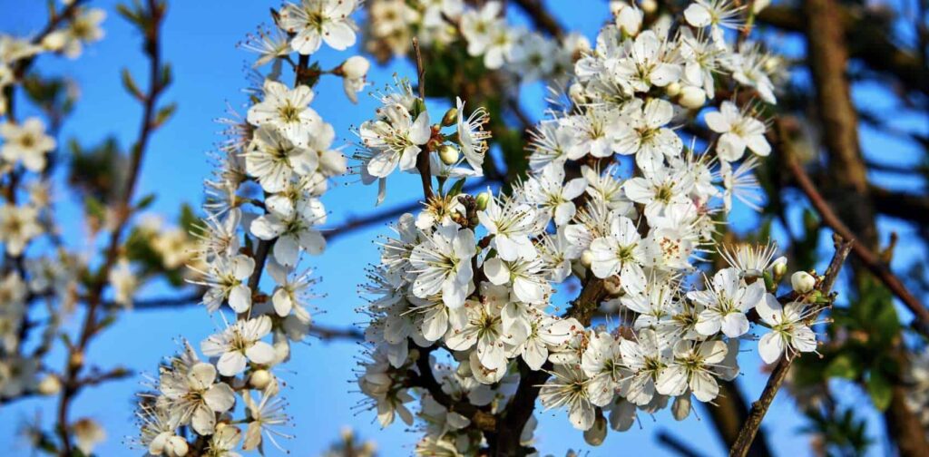 May Birth Flower Hawthorn