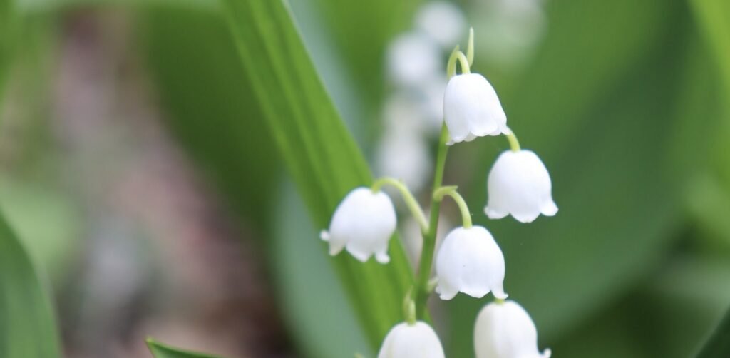 May Birth Flower Lily of the Valley