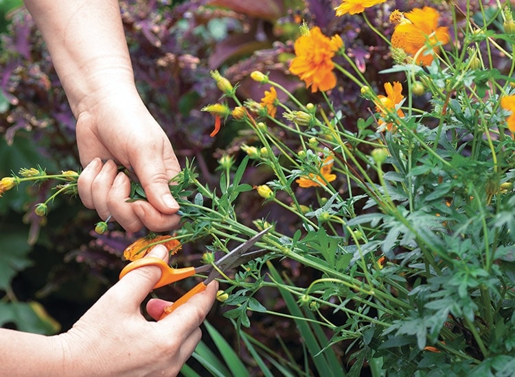 Pinching Young Cosmos