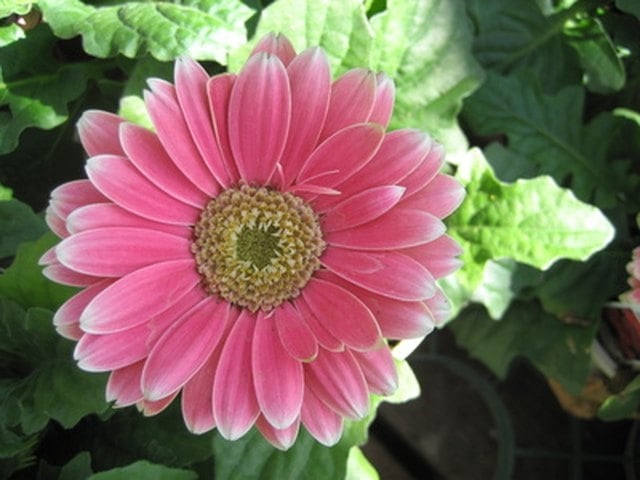 Pink daisies mean expressing admiration