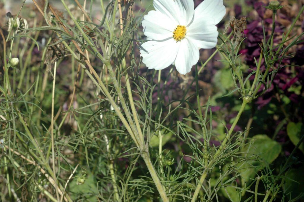 Powdery Mildew on Cosmos