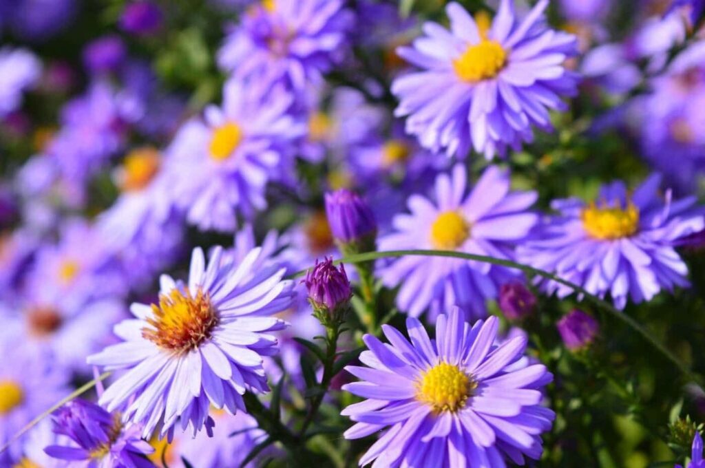 Purple daisies are a gesture of remembrance