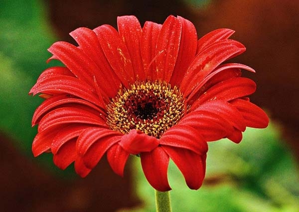 Red daisies mean love