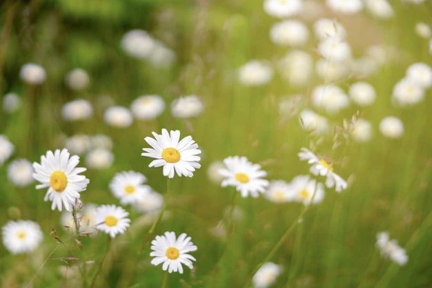 The Symbolism of the Daisy Flower