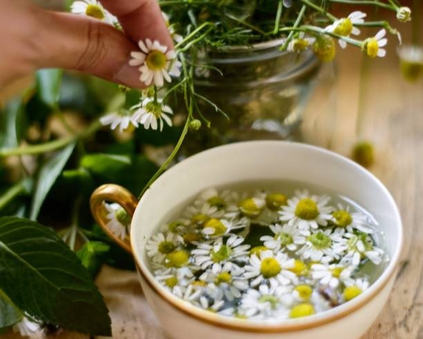 The daisy flower extract can help cure colds