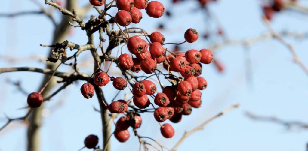 The hawthorn is a sacred tree in Celtic mythology