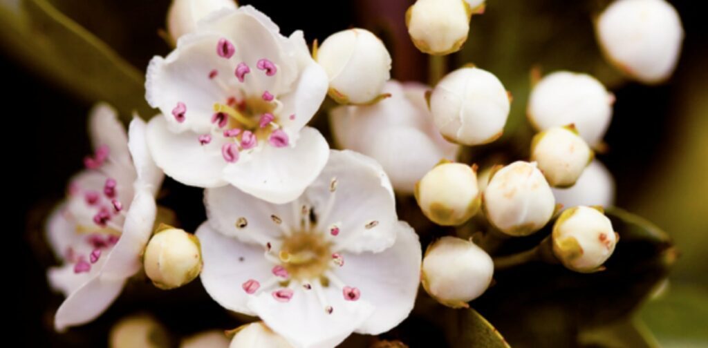 The hawthorn signals the change of seasons