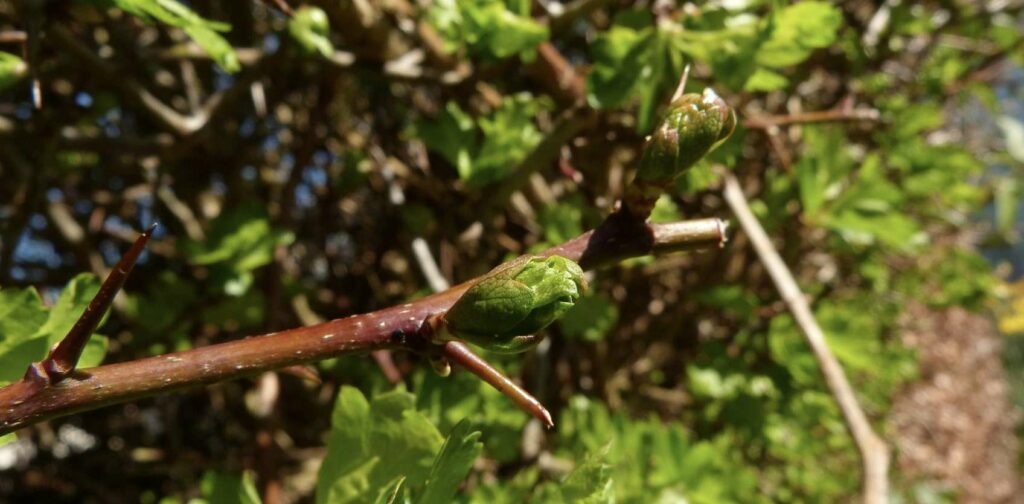 The hawthorn symbolizes safety and protection