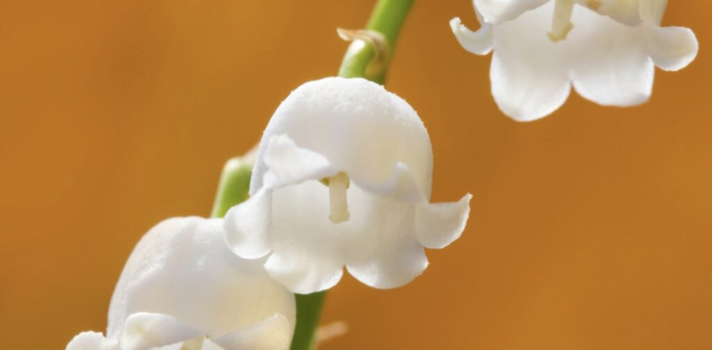 The lily of the valley can be used to treat heart issues