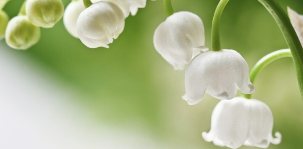 The lily of the valley is a Christian symbol of Mary’s tears