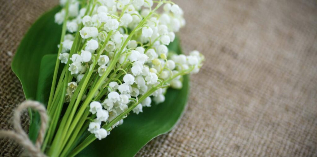 The lily of the valley is given on La Fête du Muguet in France