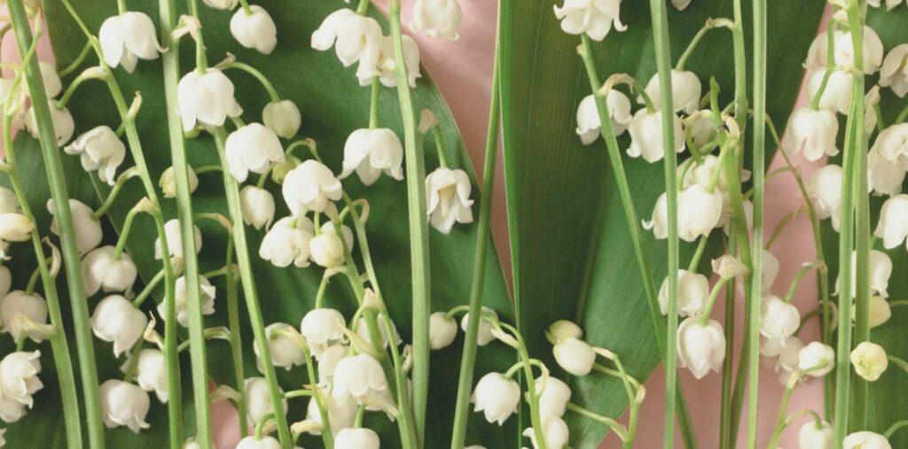 The lily of the valley represents the spring goddess Ēostre