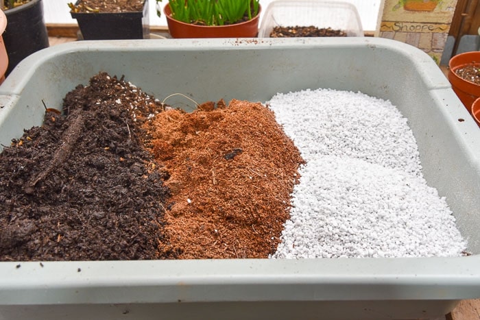 Using a Potting Medium for Your Cosmos