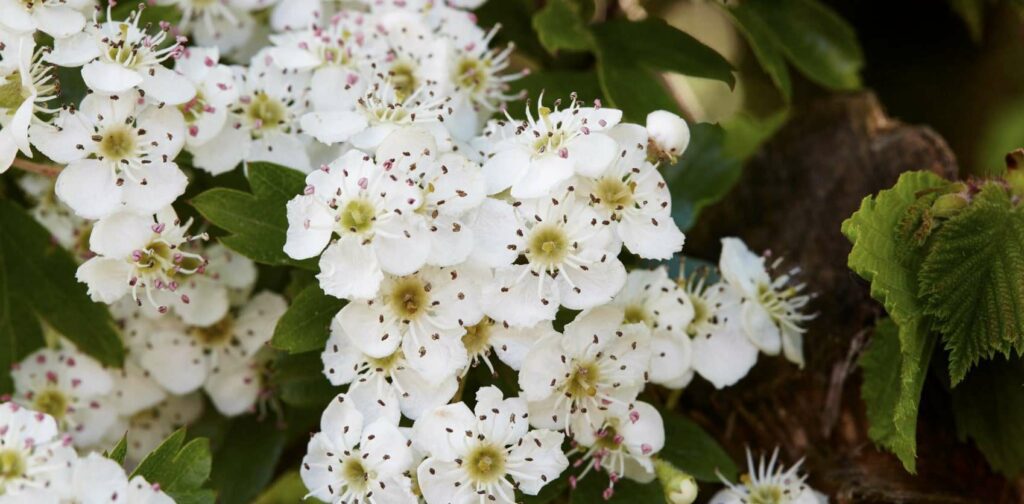 What does the hawthorn look like